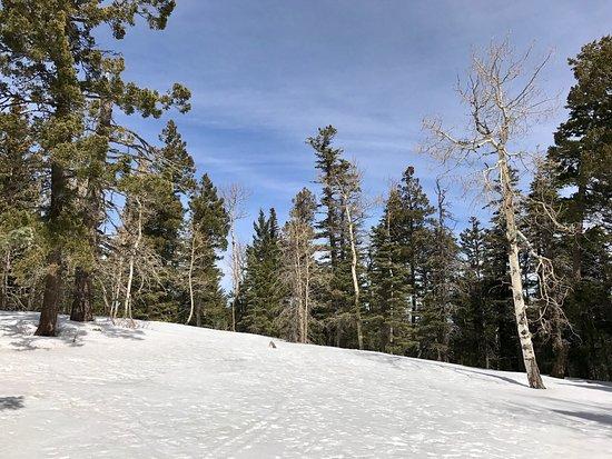 Sandia Trails