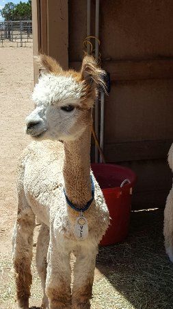Que Sera Alpacas